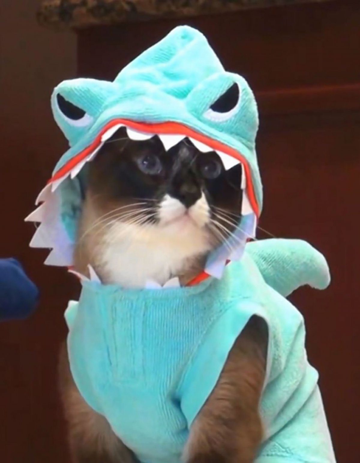 Кошечка Баттерс кошечка