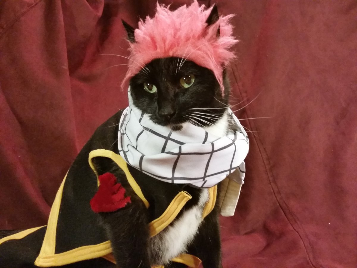 Кот в костюме аниме