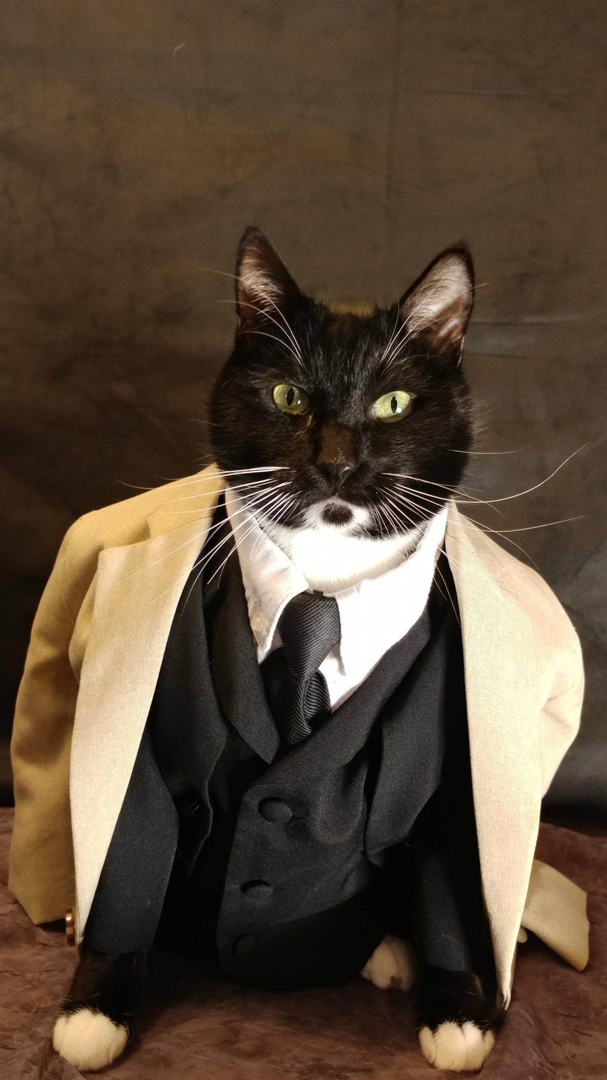 Кот в костюме