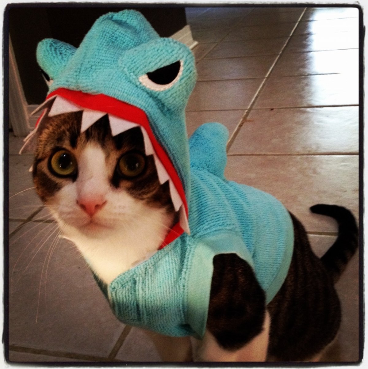 Модная кошка