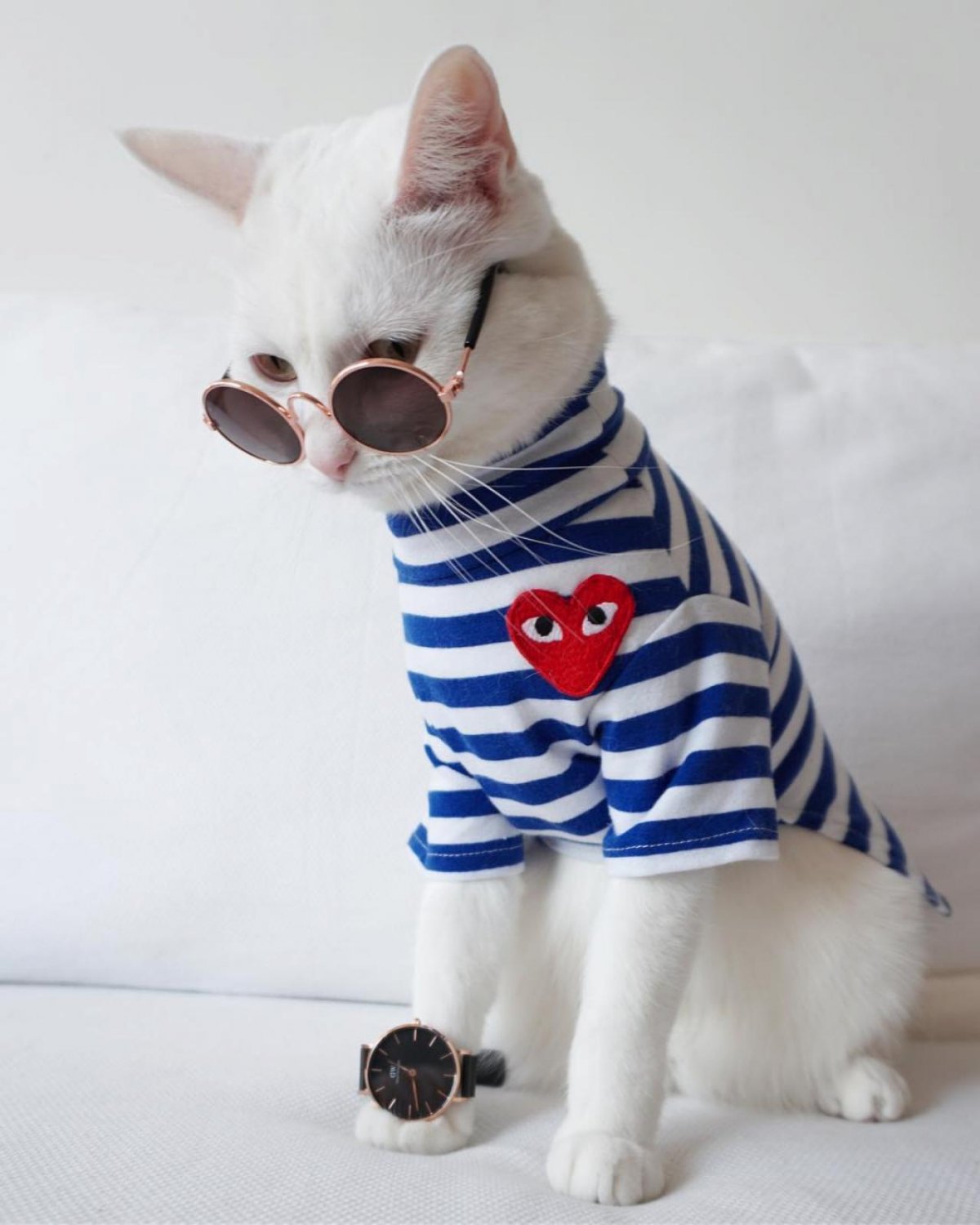 Стильный кот