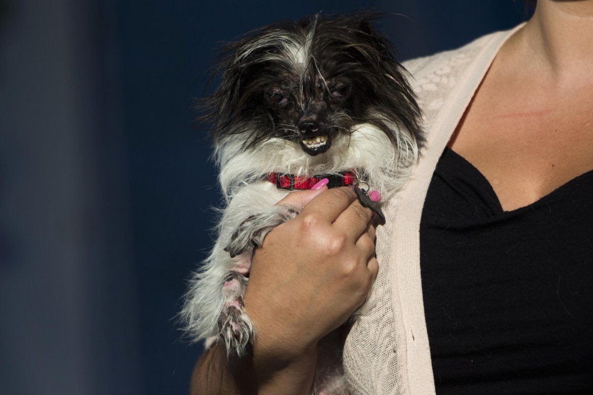 Страшные морды животных