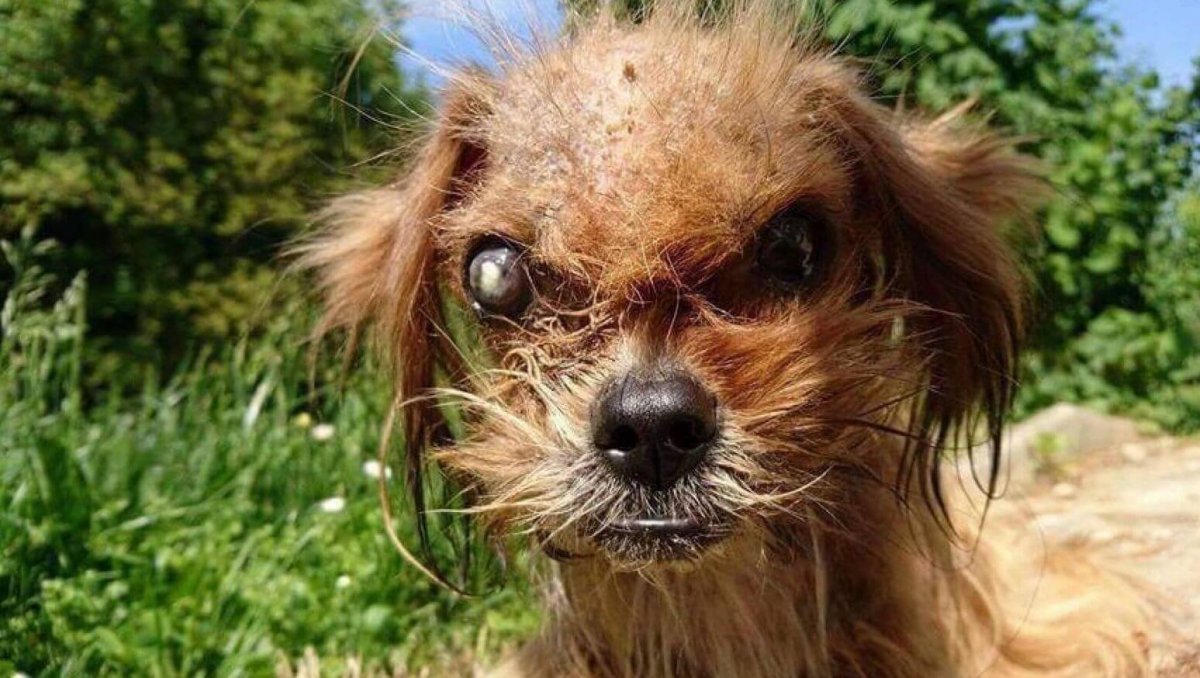 Психованная чихуахуа