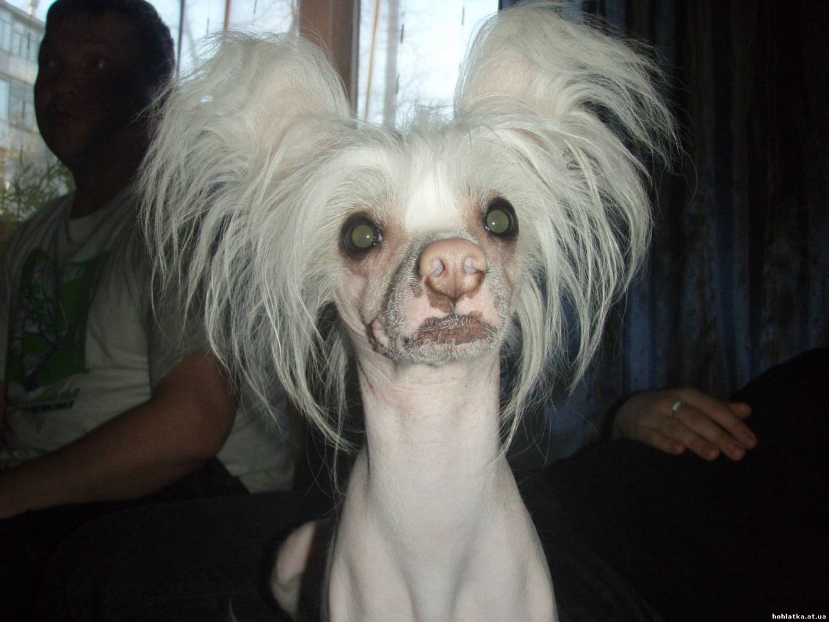 Самые смешные породы собак