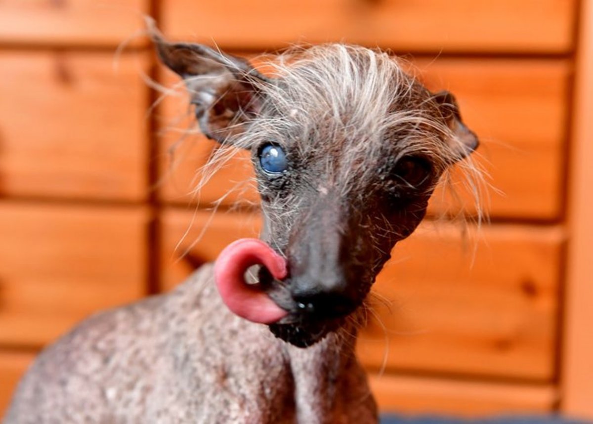 Китайская хохлатая собака уродливая