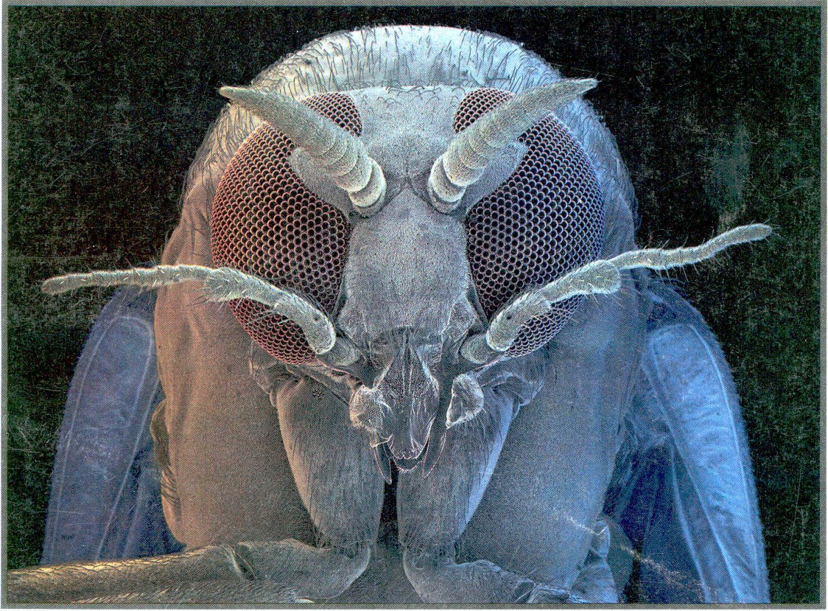 Мошка гнус под микроскопом