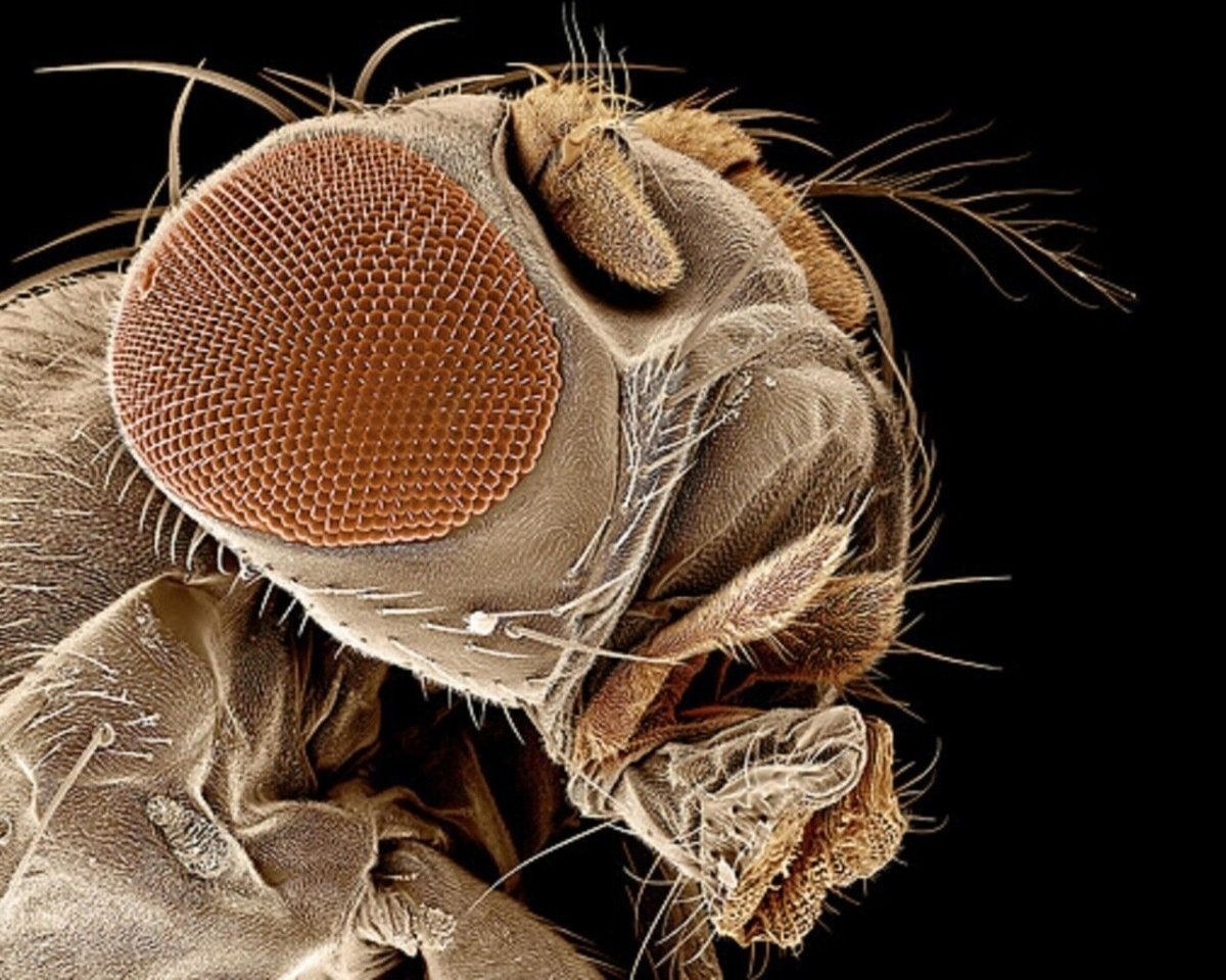 Мокрец мошка под микроскопом