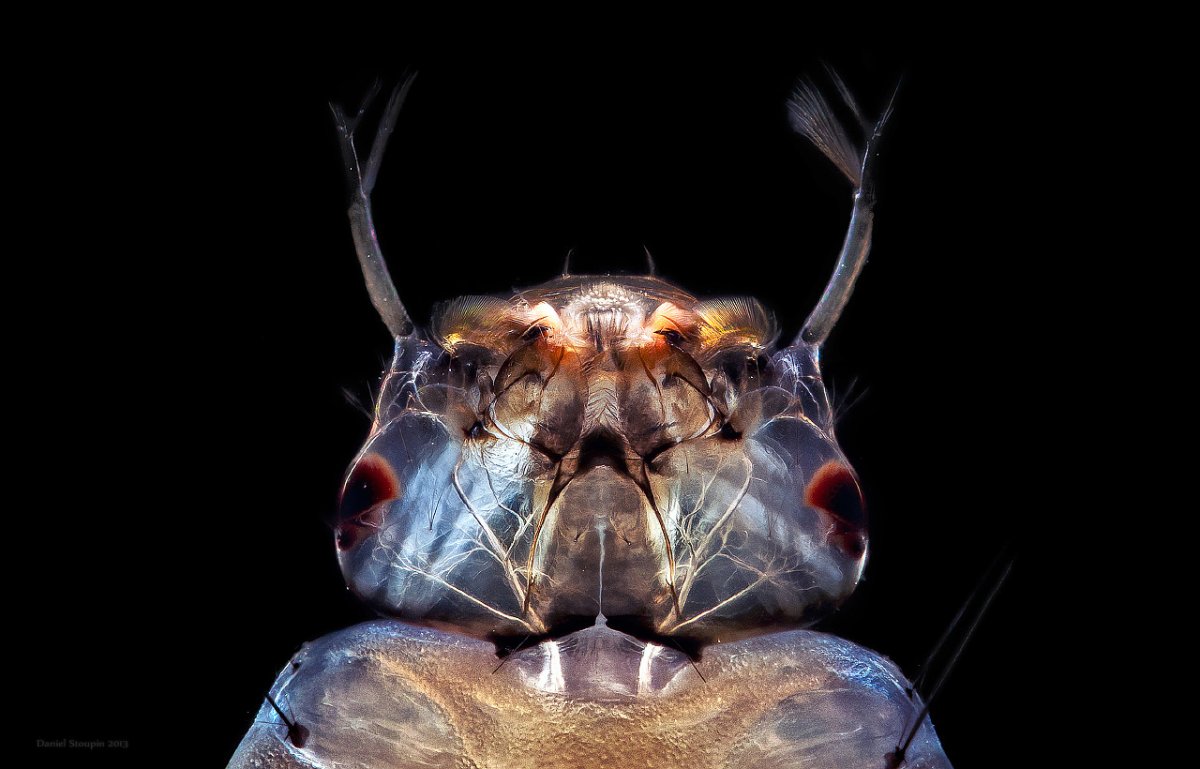 Насекомые под увеличением