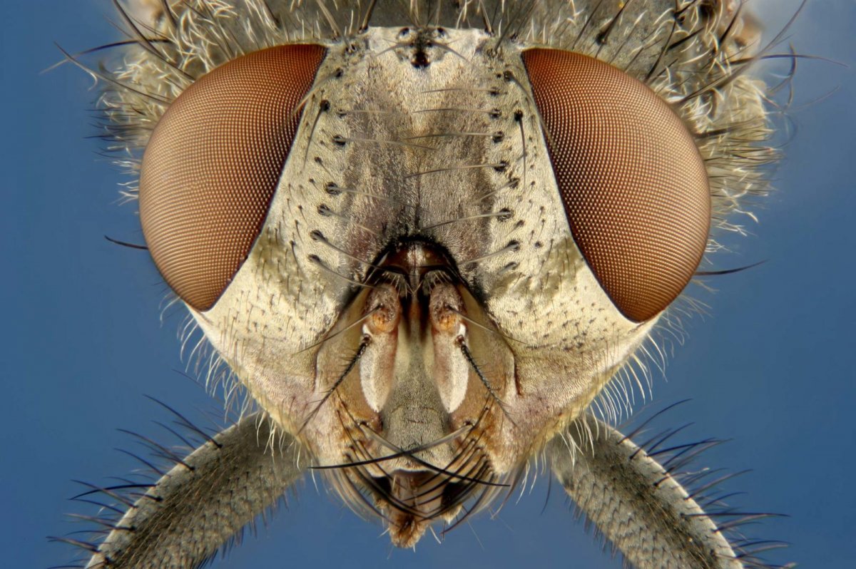 Северная мошка под микроскопом