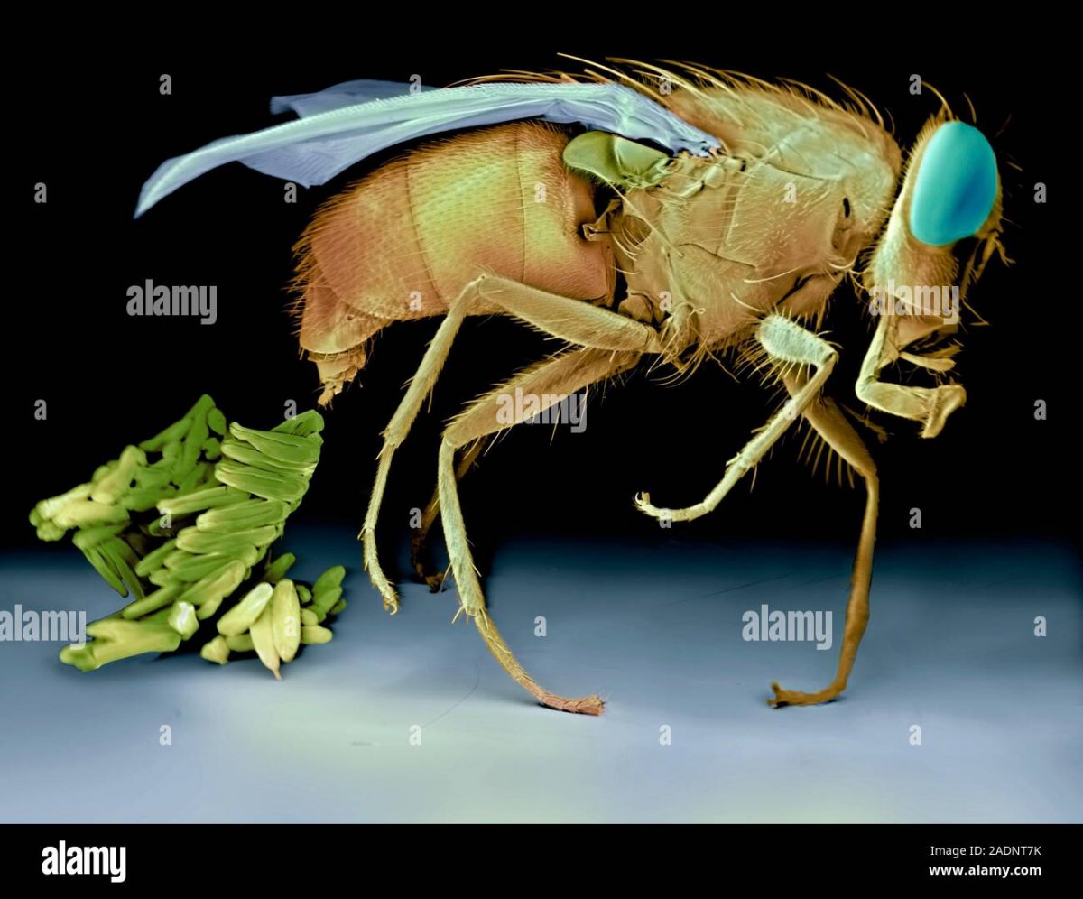 Мошка гнус под микроскопом
