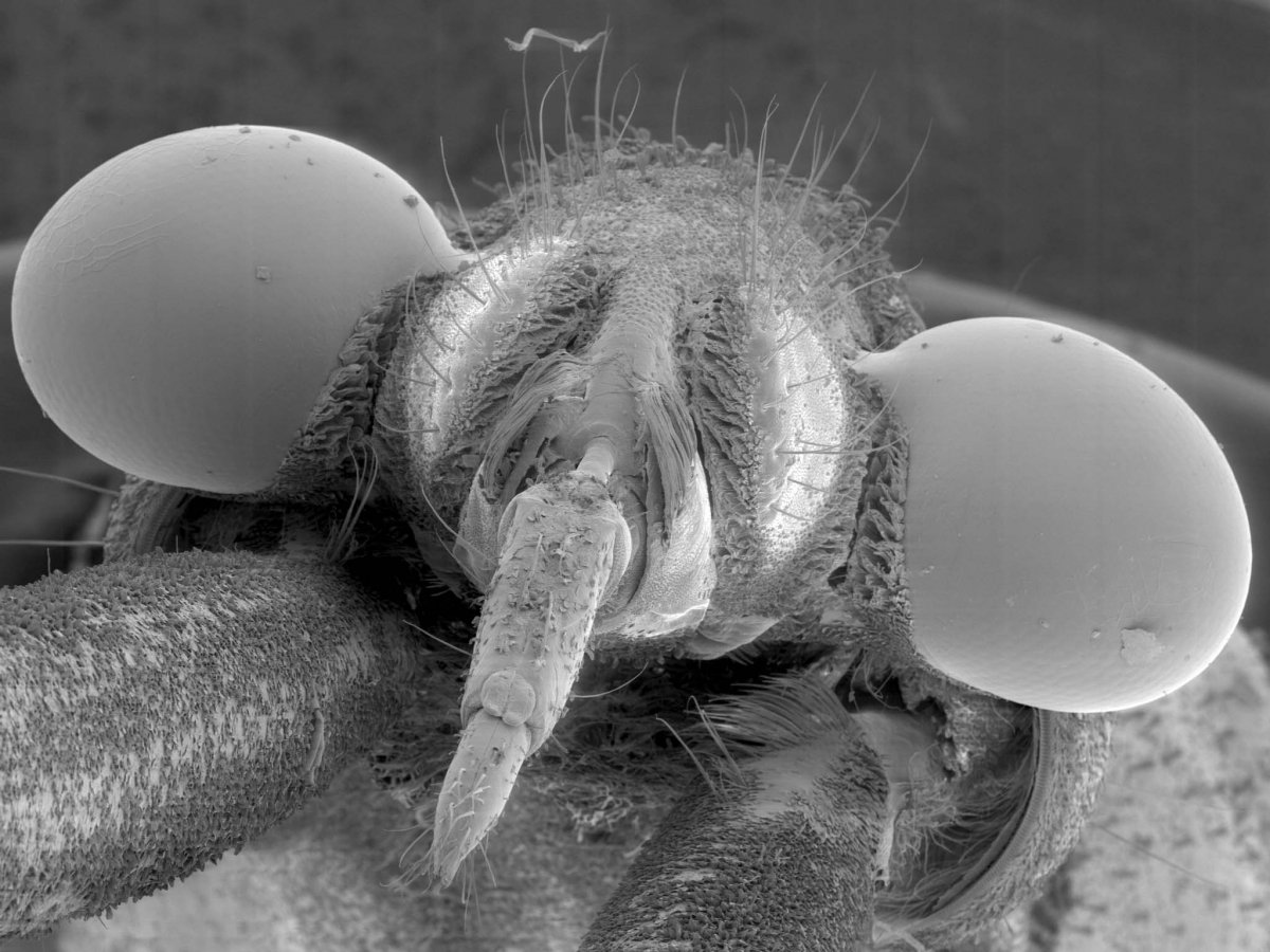 Семейство настоящие мухи (Muscidae)