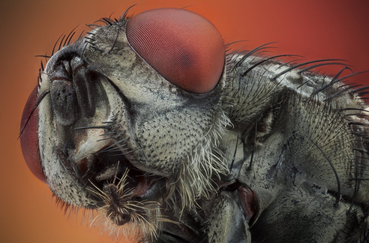 Микрокосмос Муха