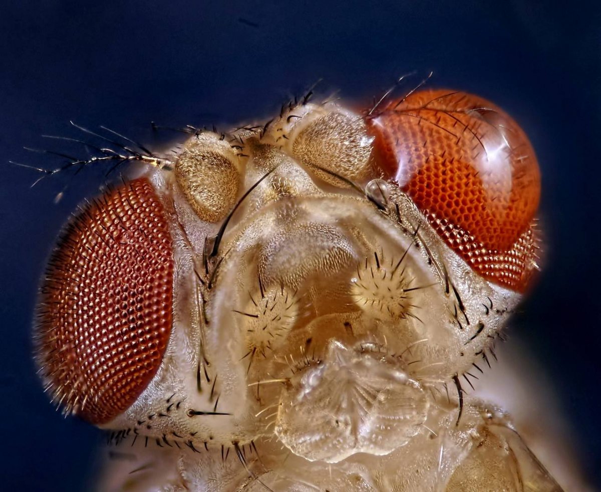 Муха дрозофила