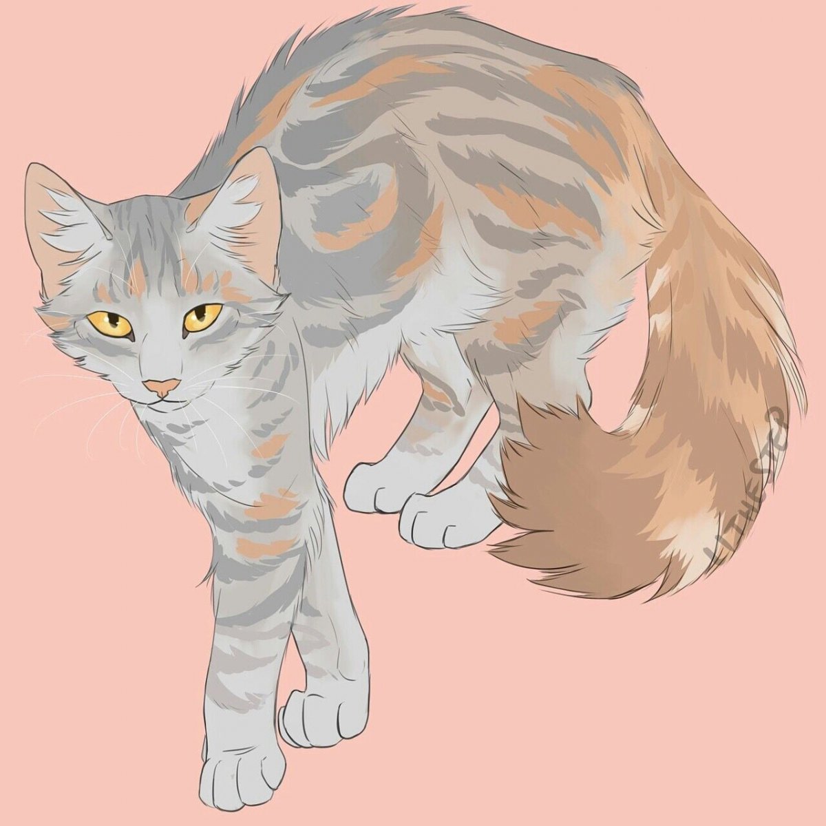 Коты Воители Мейн кун