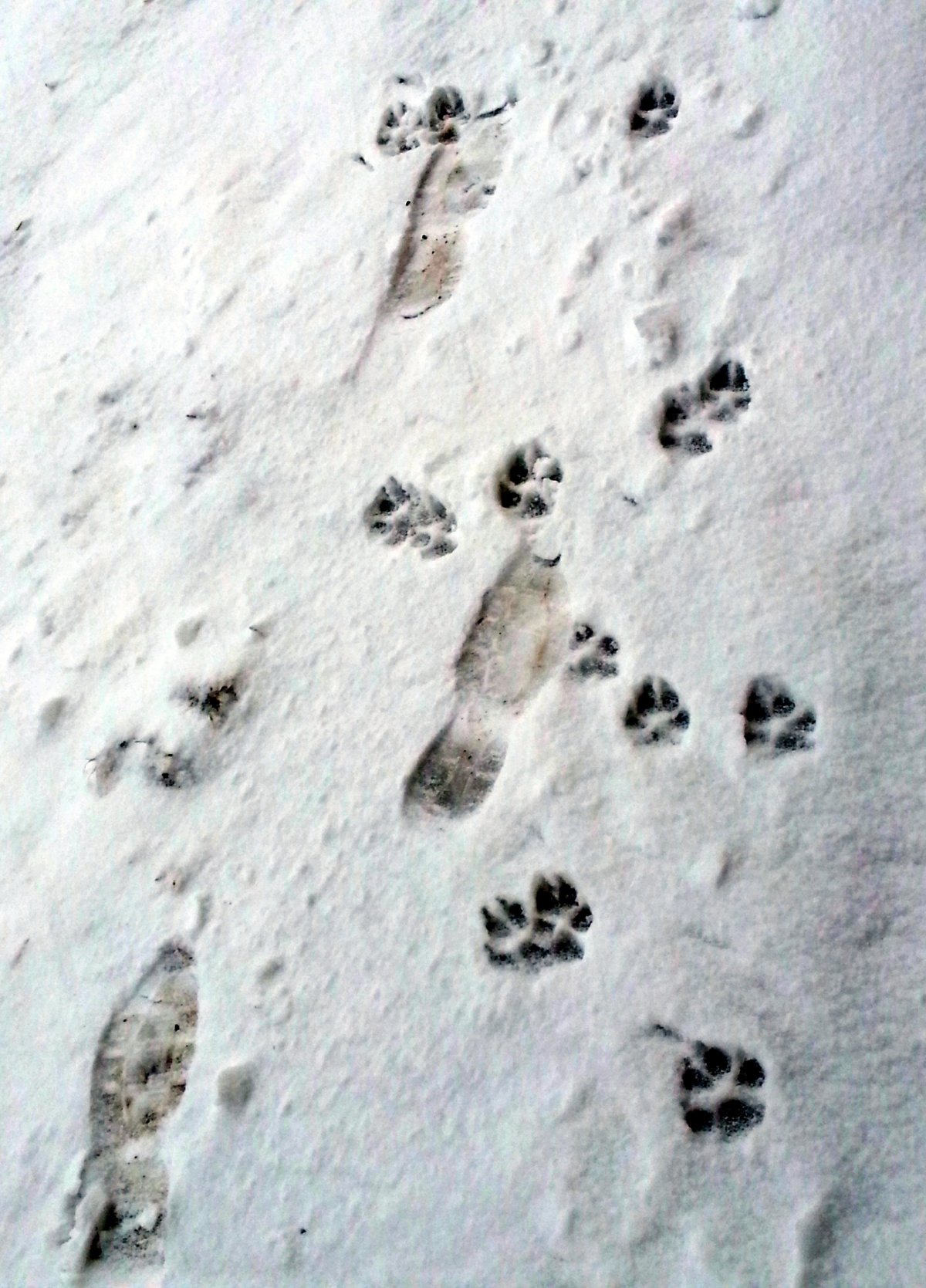 Следы крысы на снегу зимой