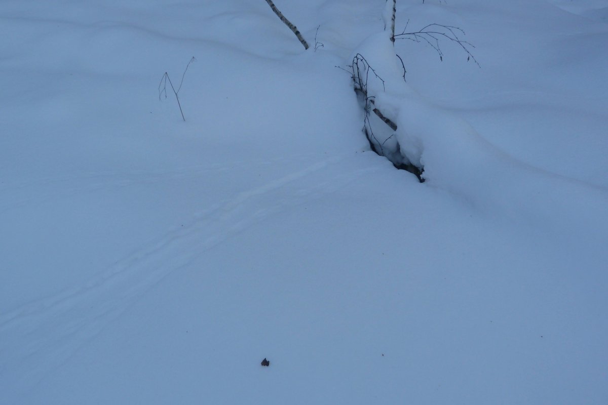 След сурка на снегу