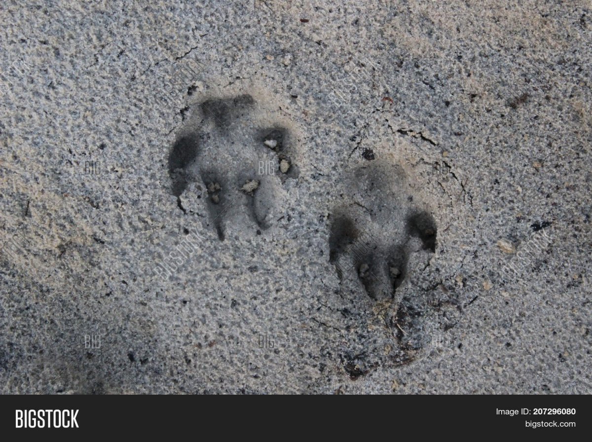 Следы крысиных лап