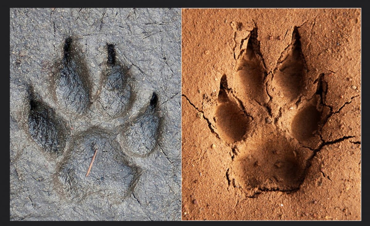 Лисьи следы для детей