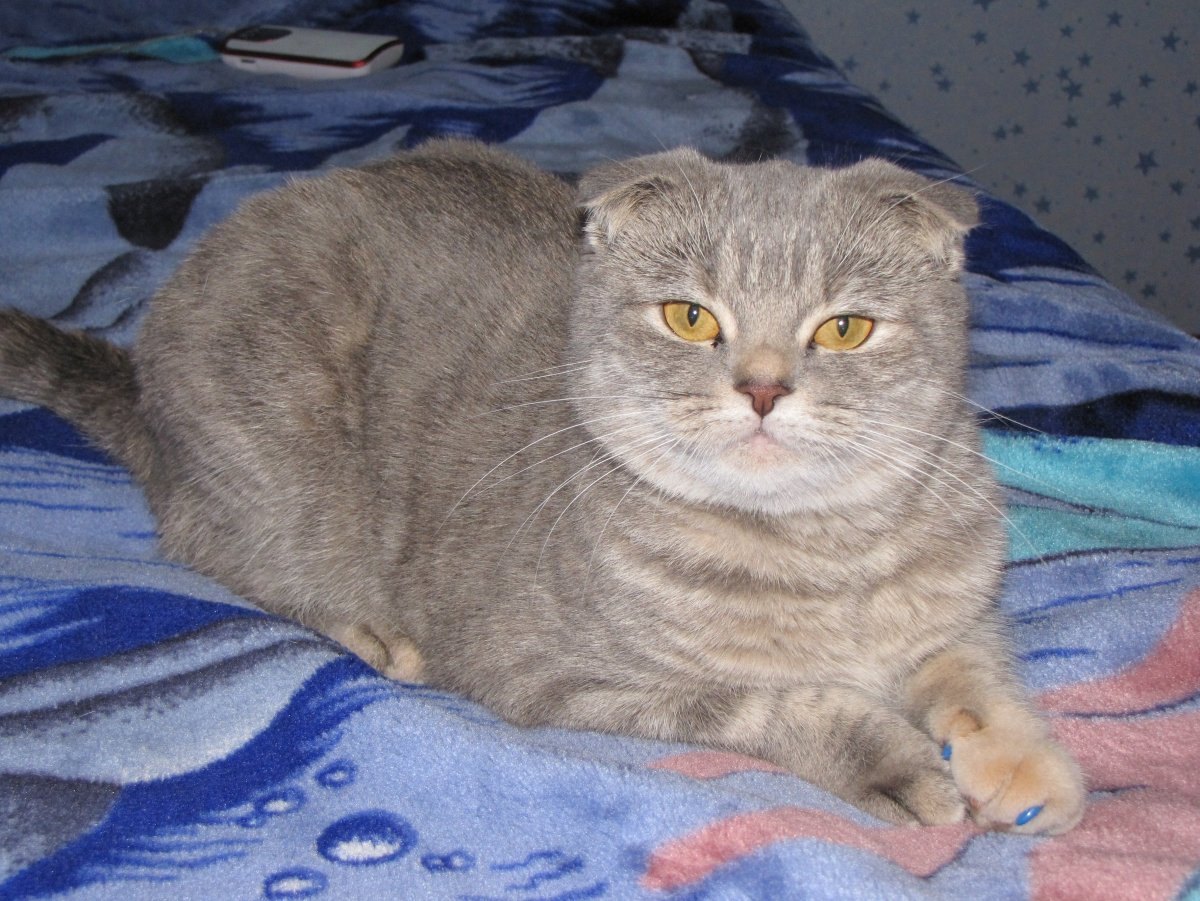 Британец вислоухий метис