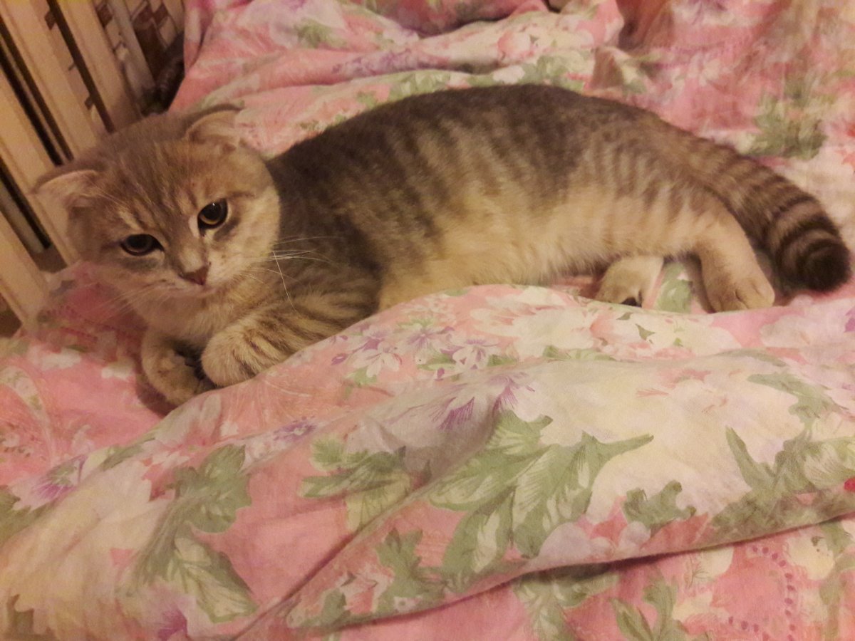 Британец вислоухий метис