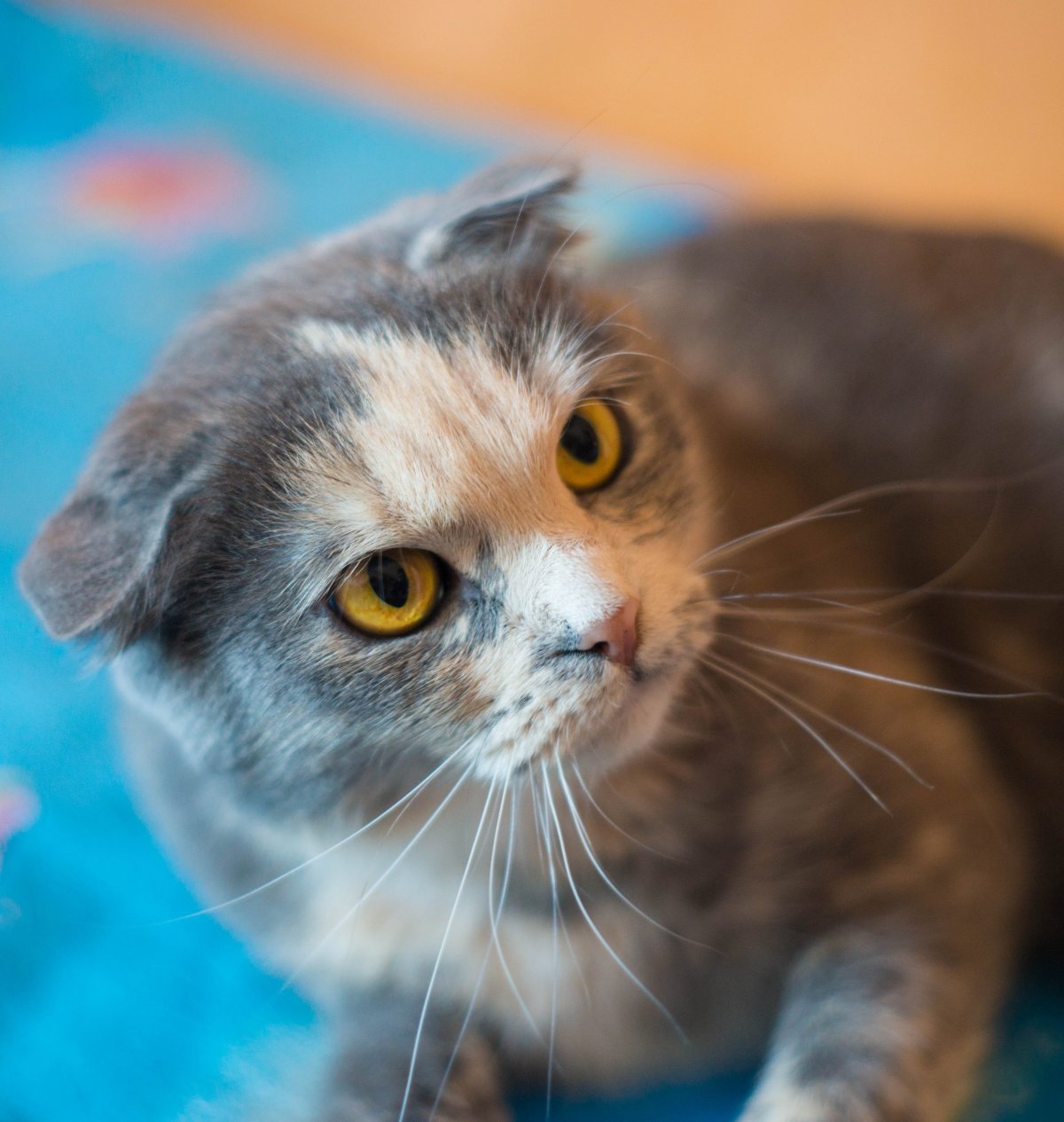 Шотландская вислоухая кошка метис