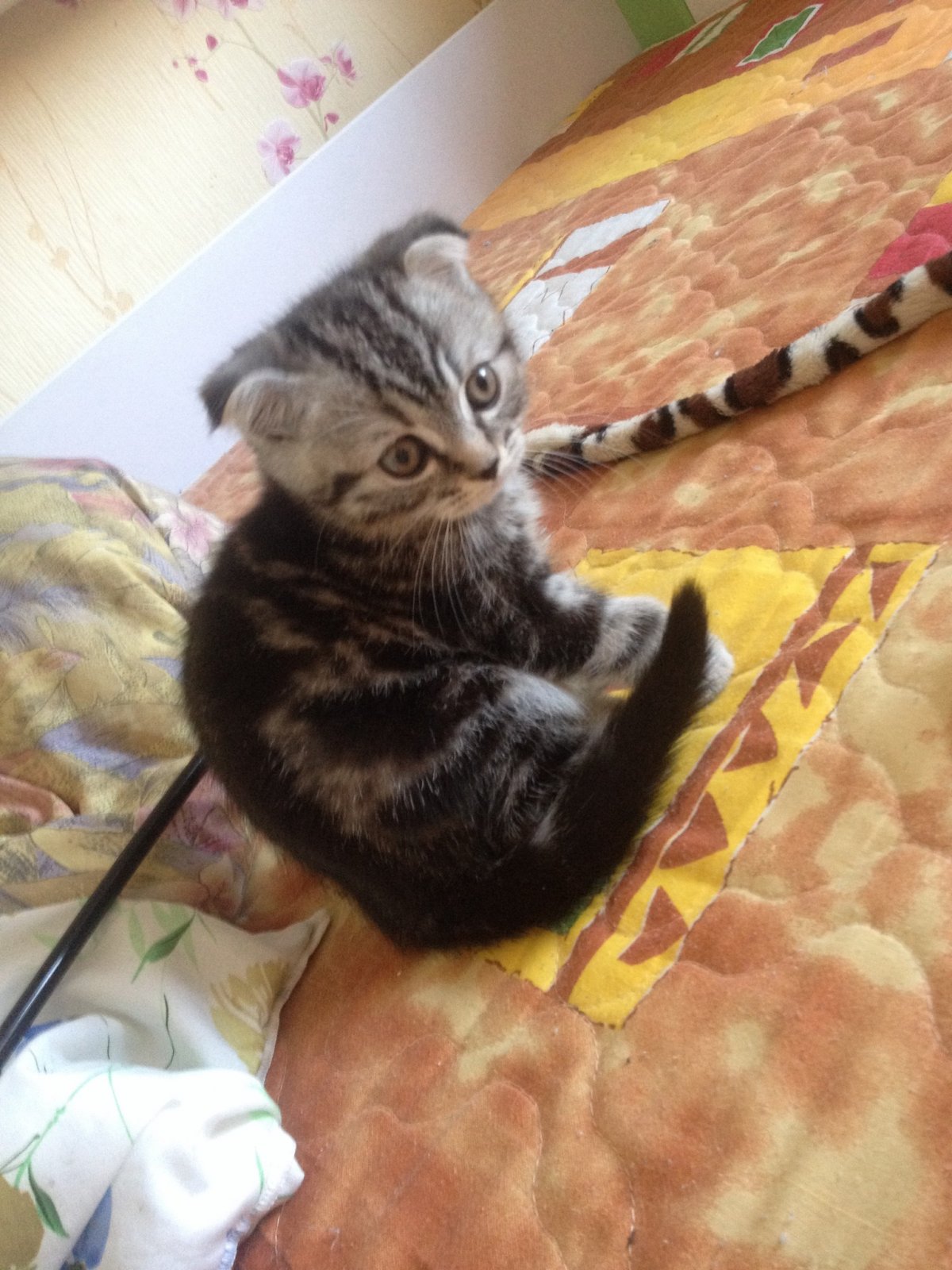 Британский метис кот вислоухий