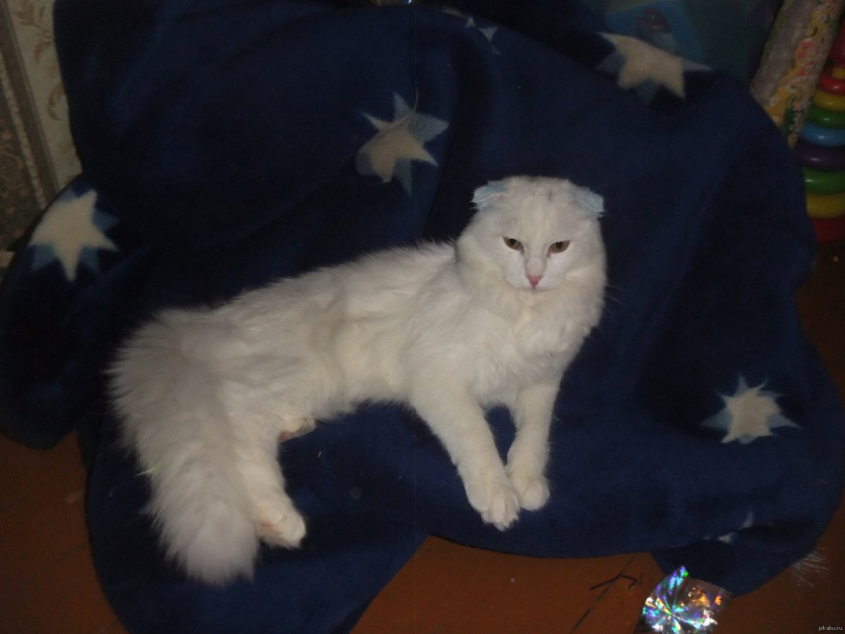 Метис шотландской вислоухой