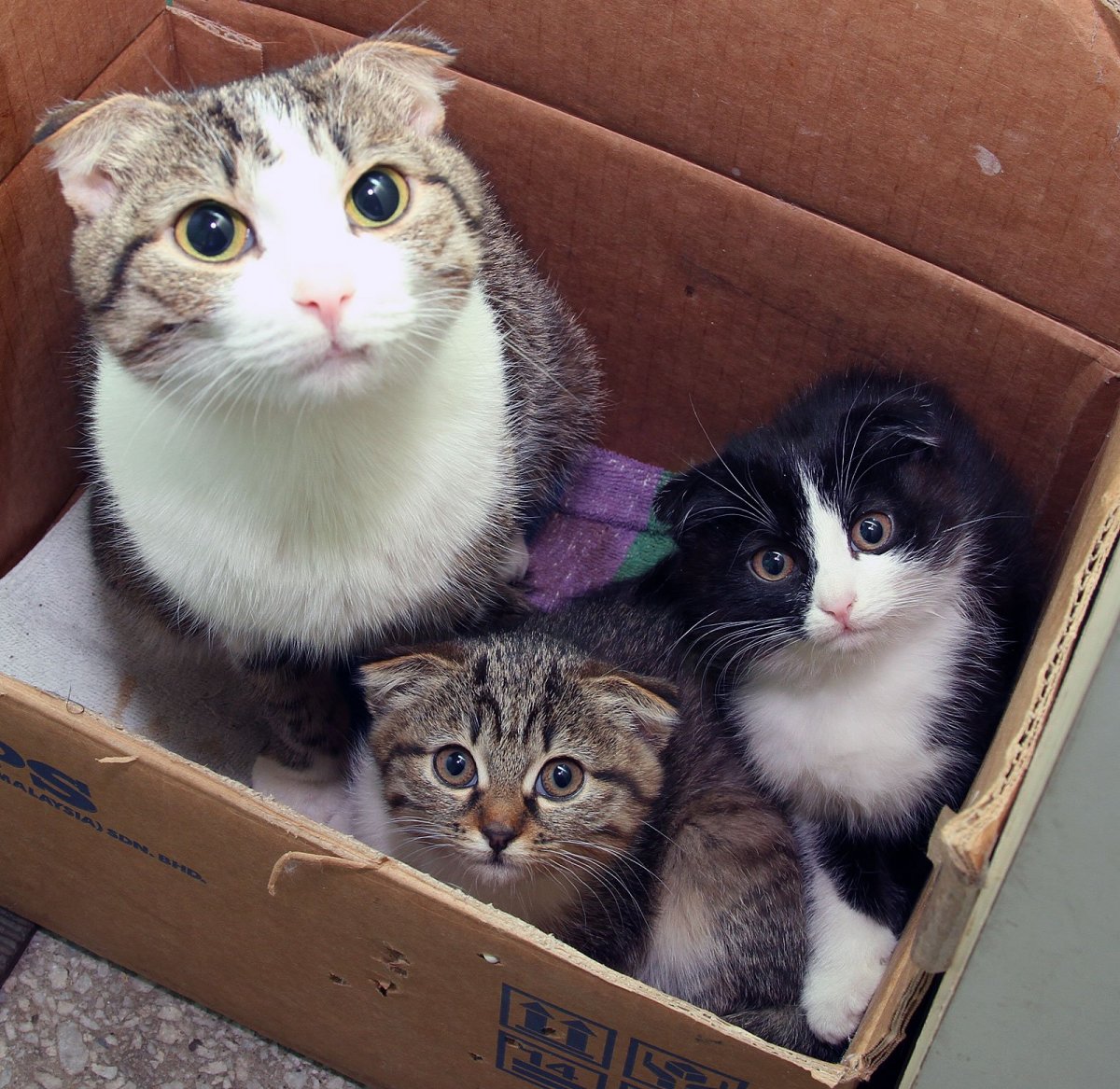 Метис шотландской кошки