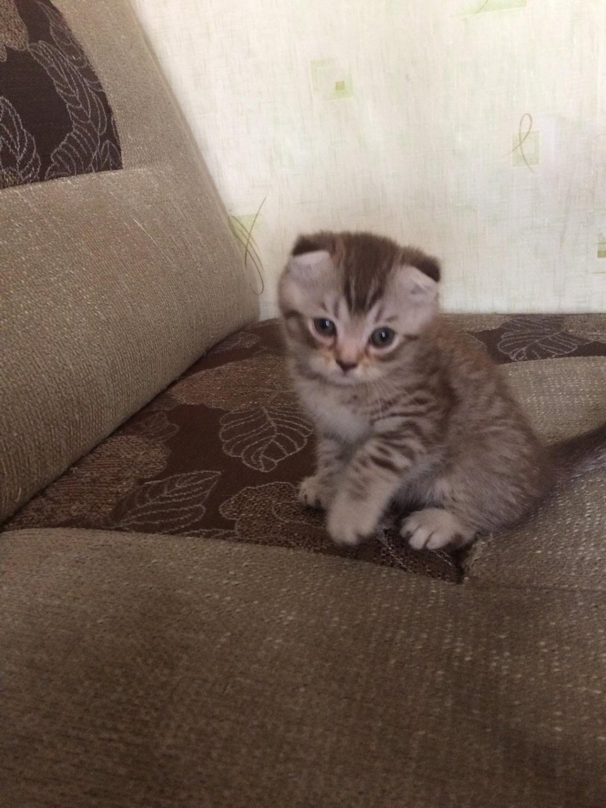 Котята экзоты с шотландской