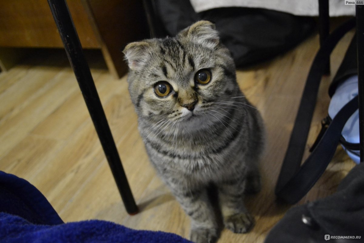 Шотландская вислоухая кошка метис