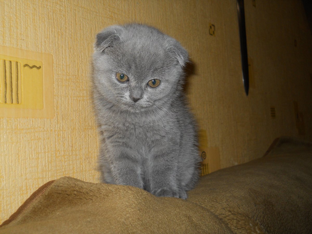 Скоттиш фолд черный