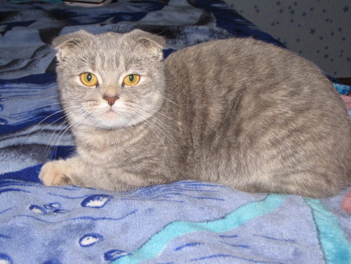 Скоттиш фолд Манчкин
