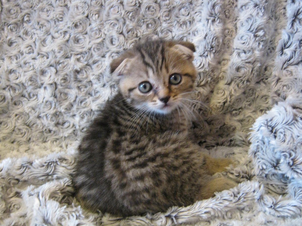 Вислоуха белая ангорская кошка