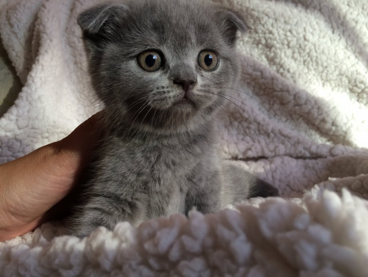 Шотландские вислоухие коты