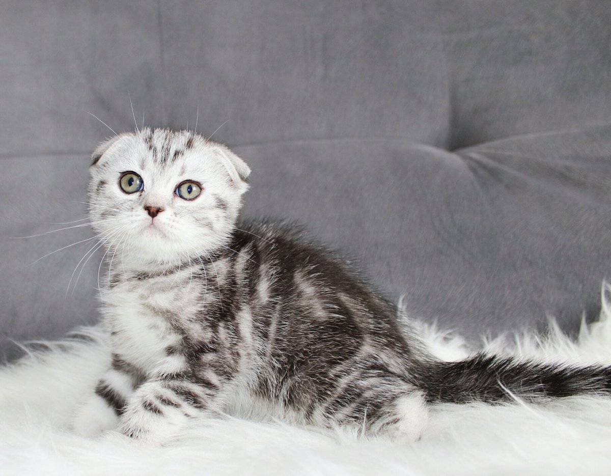 Вислоухий кот метис