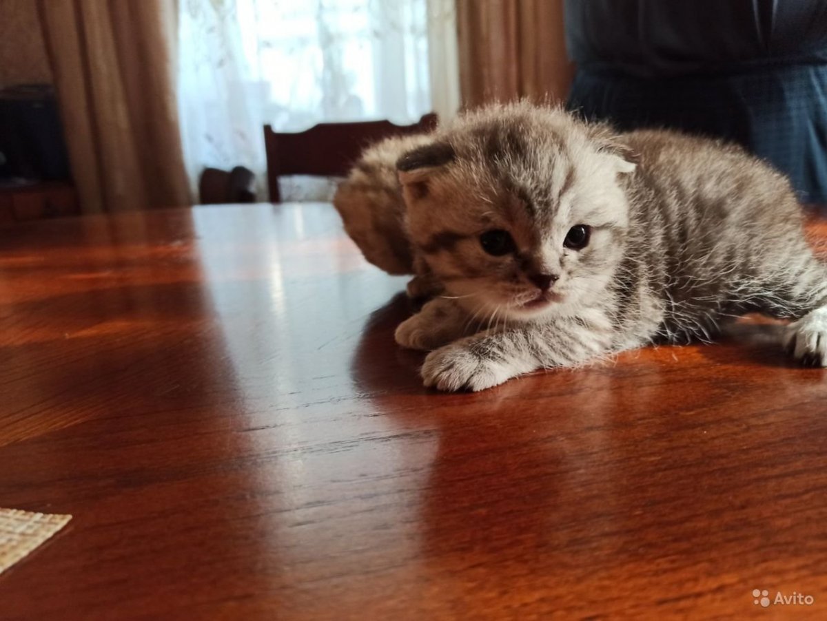 Кошка метис скоттиш фолд