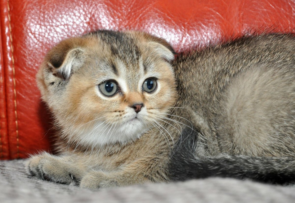 Шо Ладская вислоухая лиловая