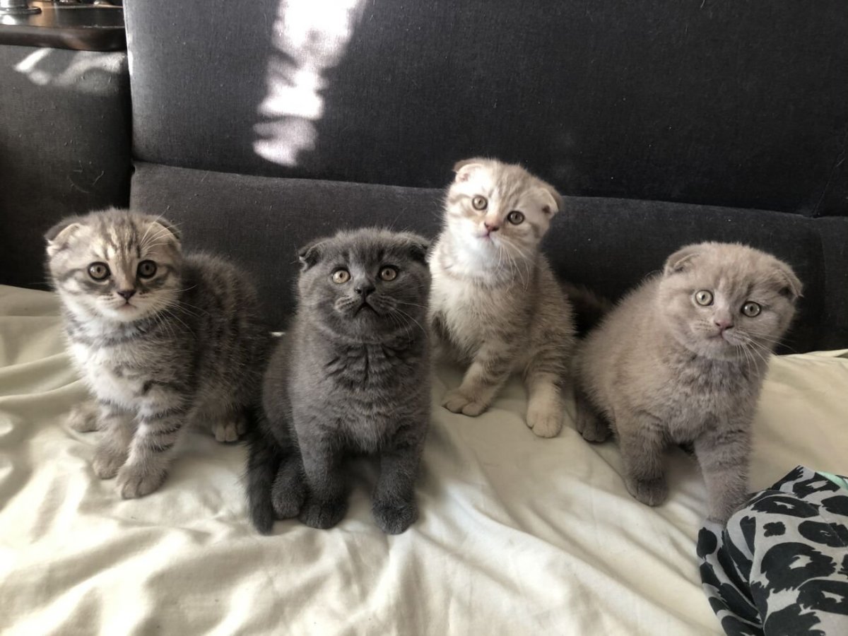 Британский вислоухий кот