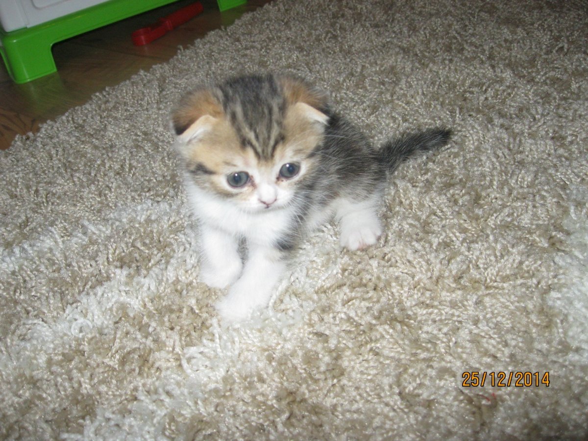 Шотландская вислоухая кошка страйк