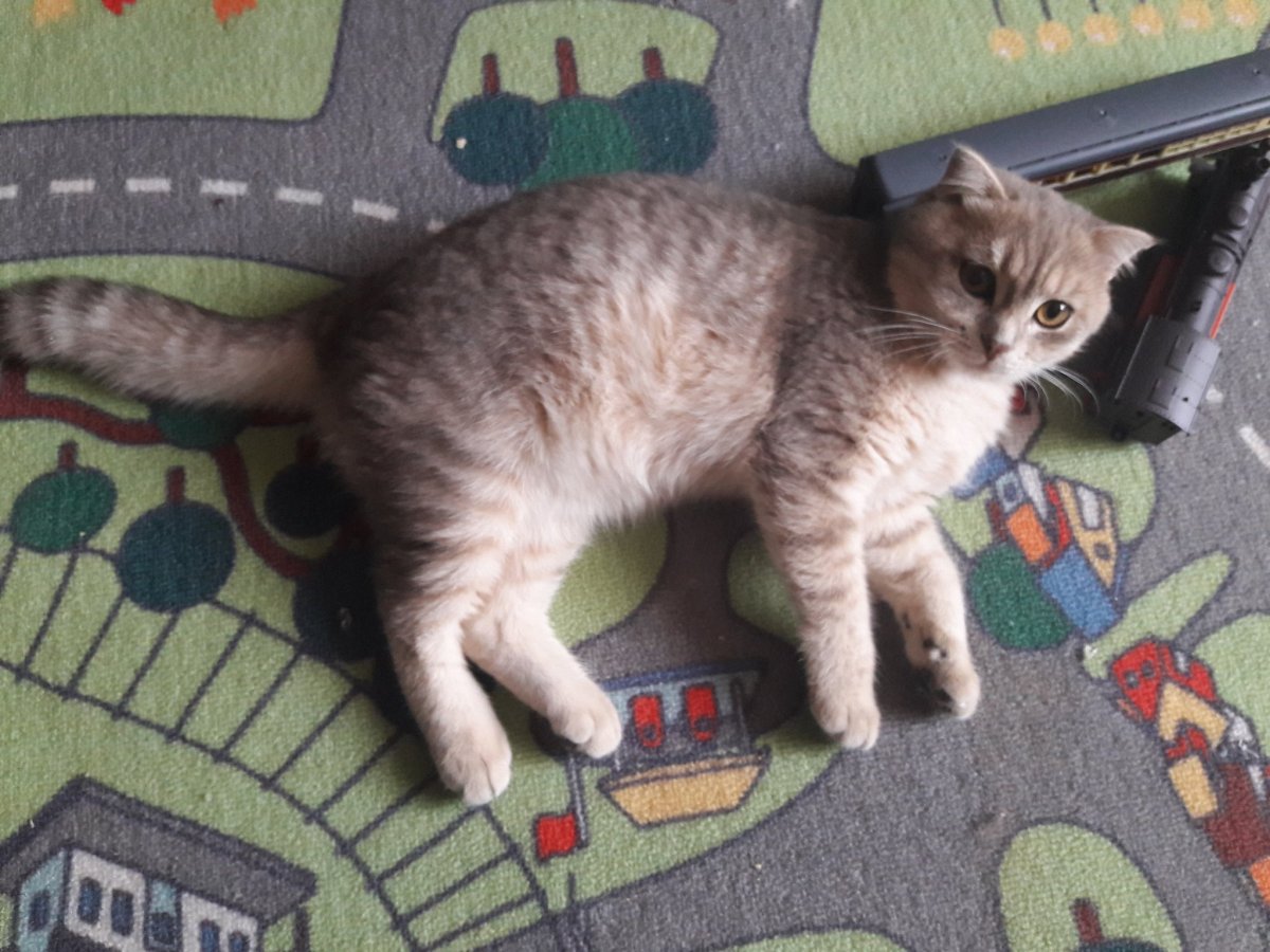 Смесь британца и обычной кошки