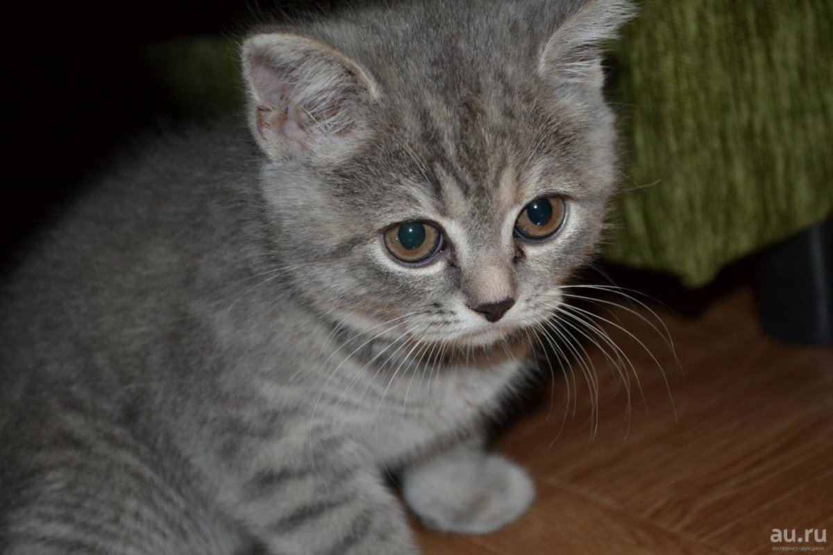 Метис шотландской вислоухой