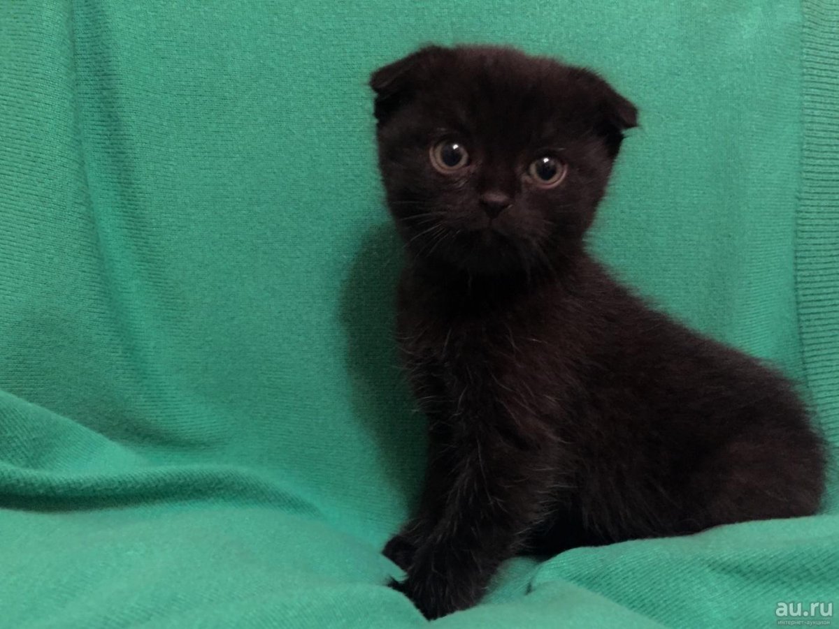 Порода скотишфолд