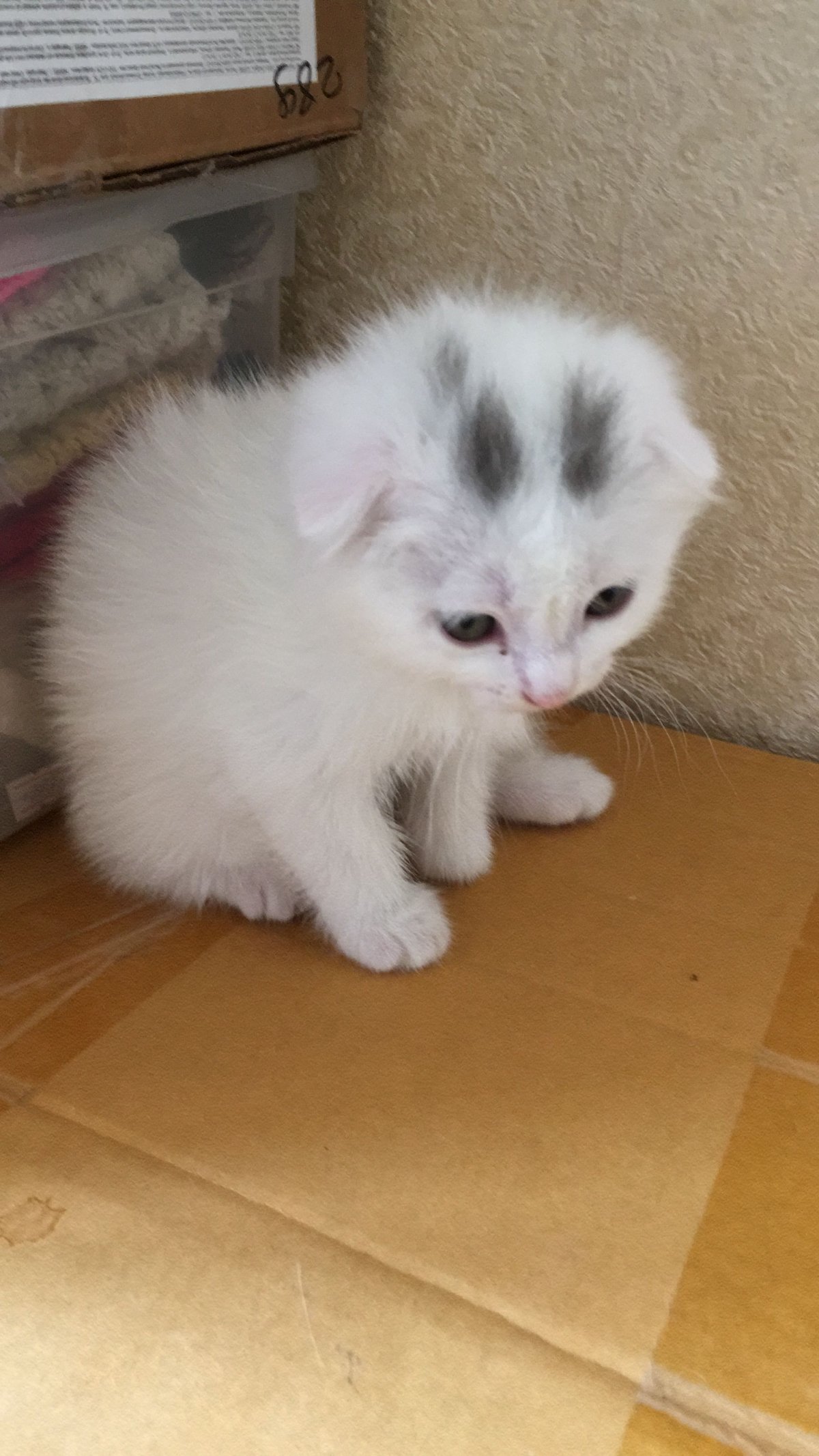 Вислоухие котята метисы