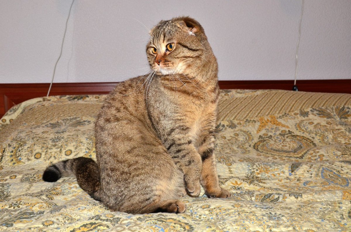 Метис вислоухой кошки