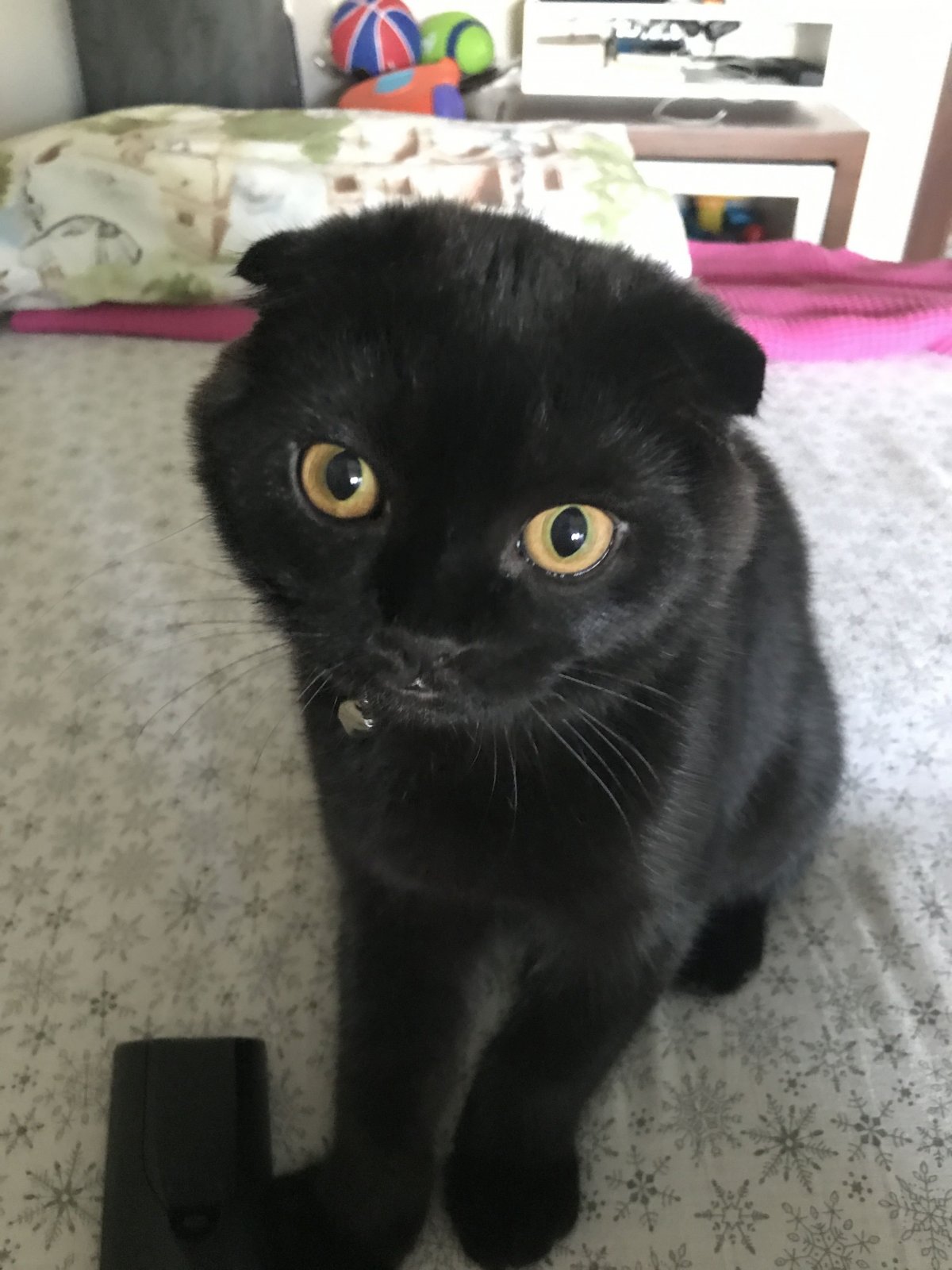 Пиксибоб вислоухий котенок