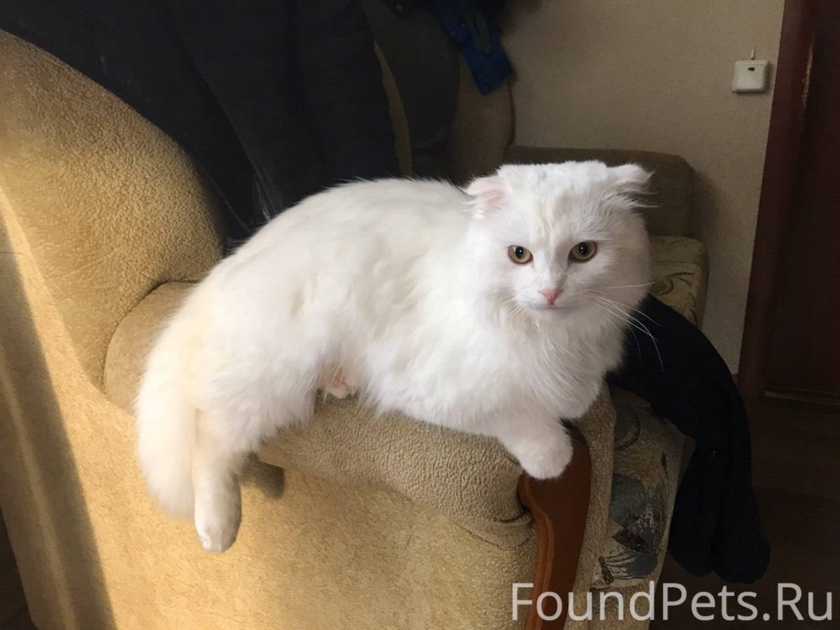 Метис вислоухой кошки