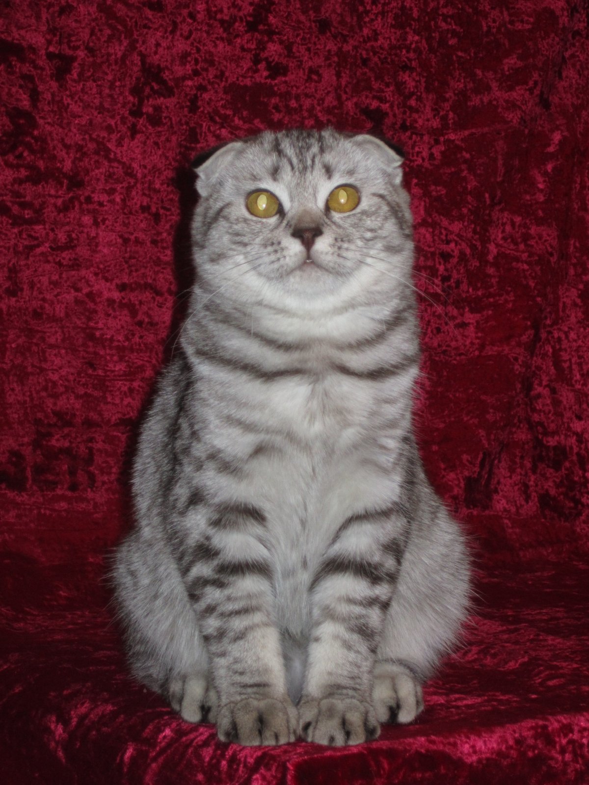 Шотландская скоттиш фолд дымчатый