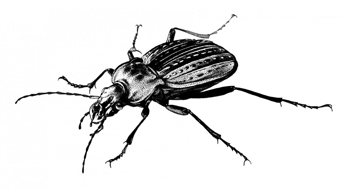 Жук с точками на спине