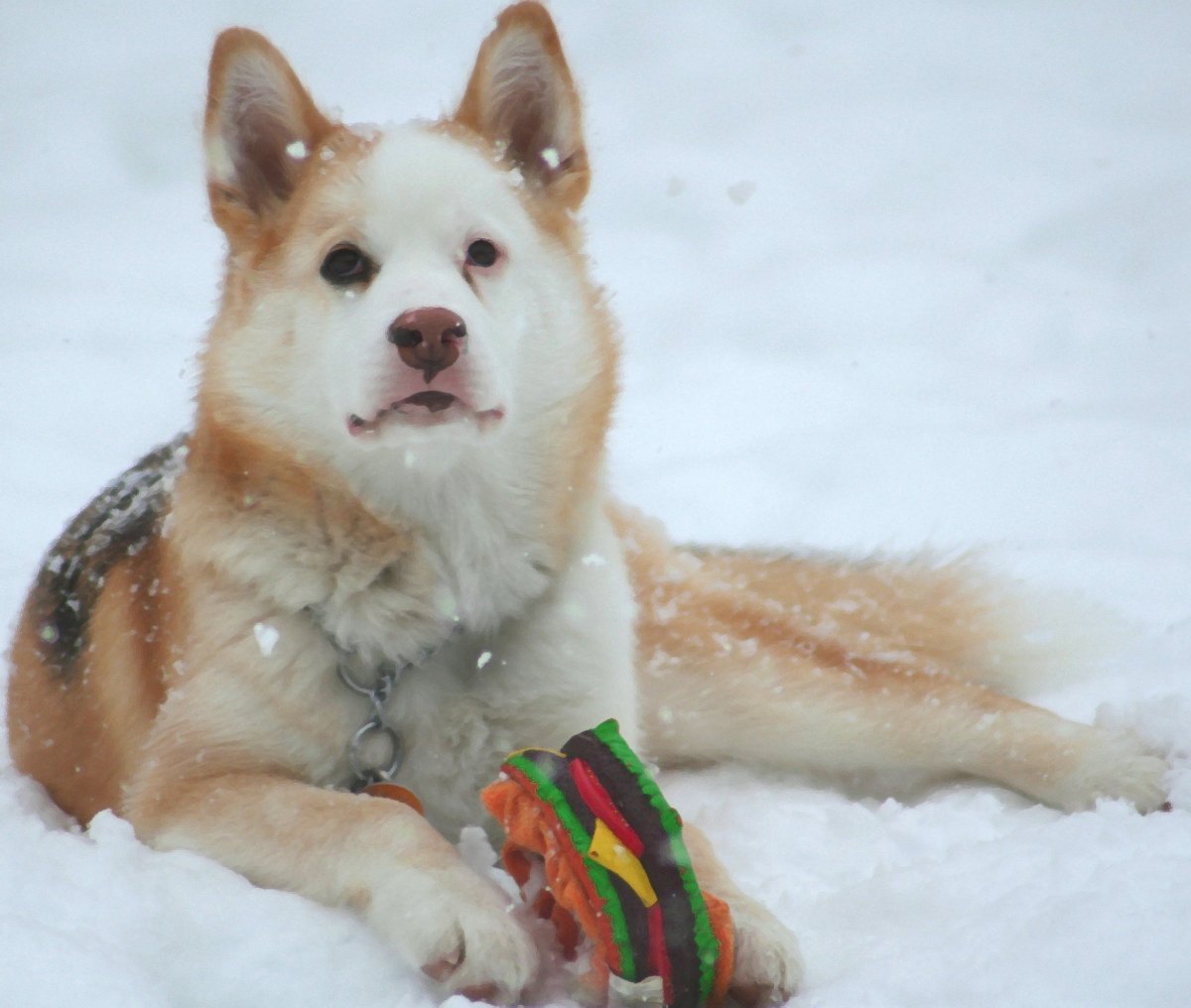 Метис лабрадора и хаски