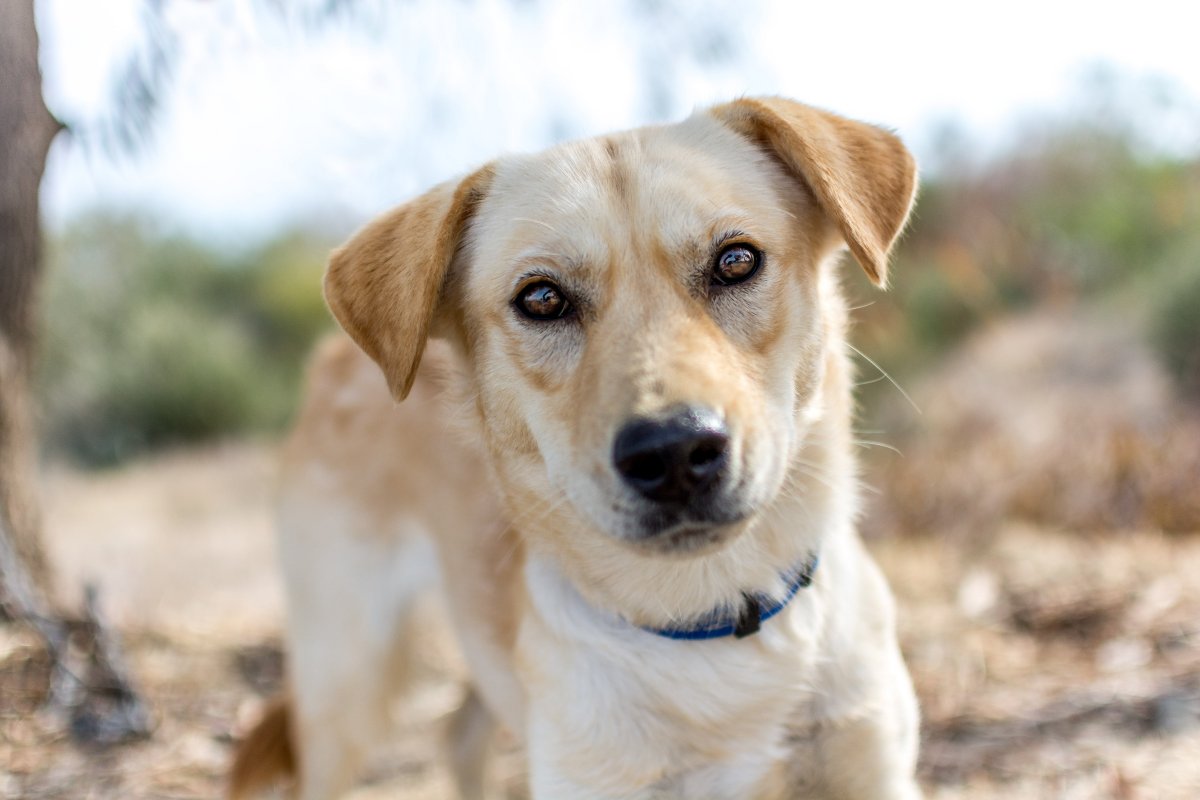 Помесь хаски и лабрадора